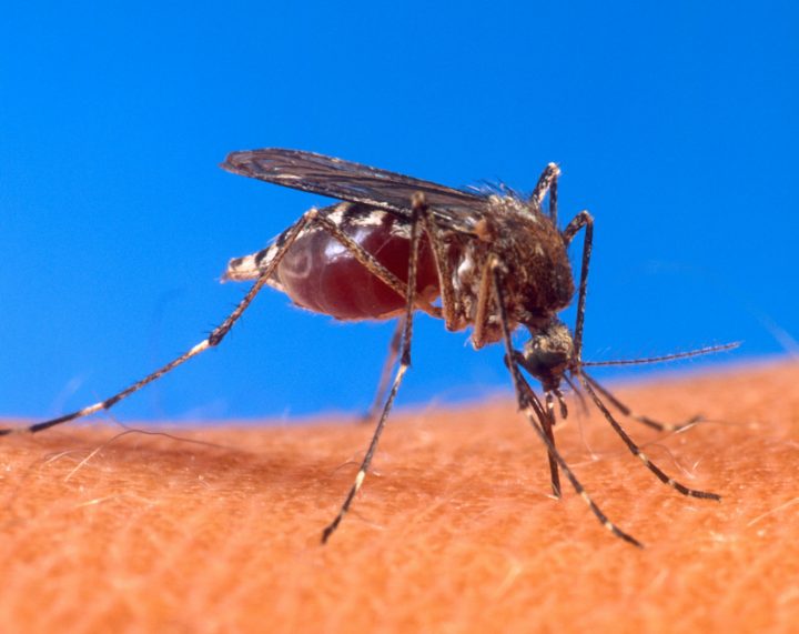 Insect Bites