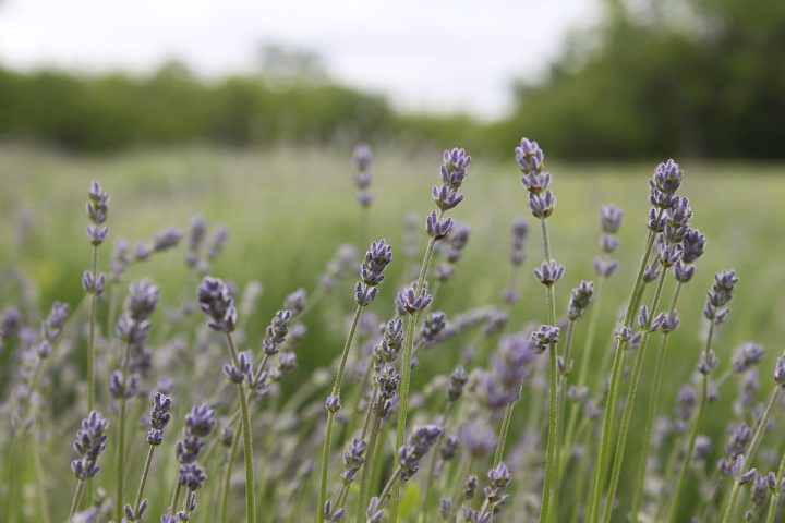 Lavender Field